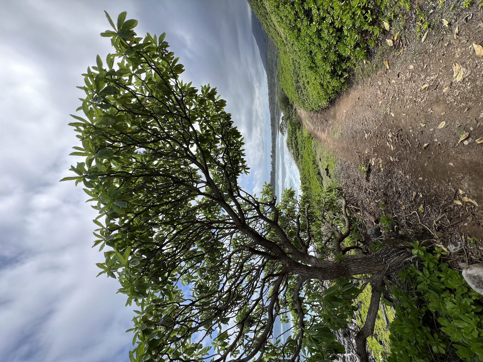 A tree overlooking a coastal trail